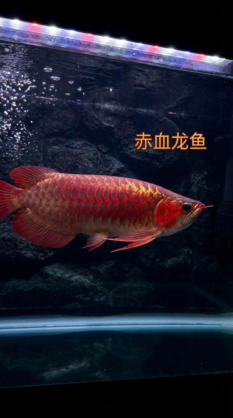 赤血龙鱼发色周期解析与稳定发色核心要点指北